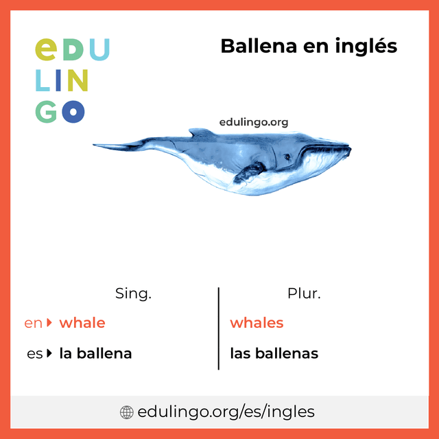 Imagen de vocabulario Ballena en inglés con singular y plural para descargar e imprimir