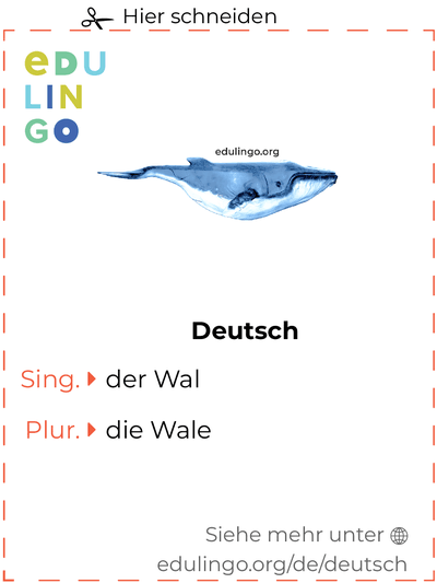Wal auf Deutsch Vokabelkartei zum Ausdrucken, Üben und Lernen