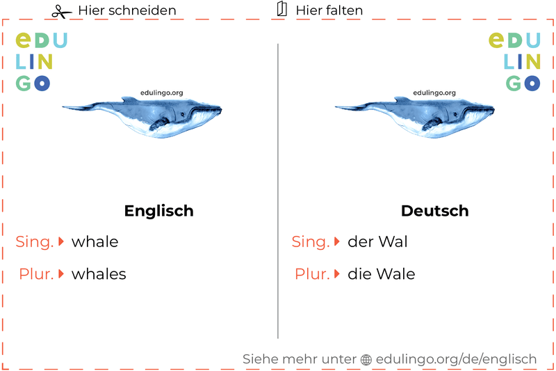 Wal auf Englisch Vokabelkartei zum Ausdrucken, Üben und Lernen