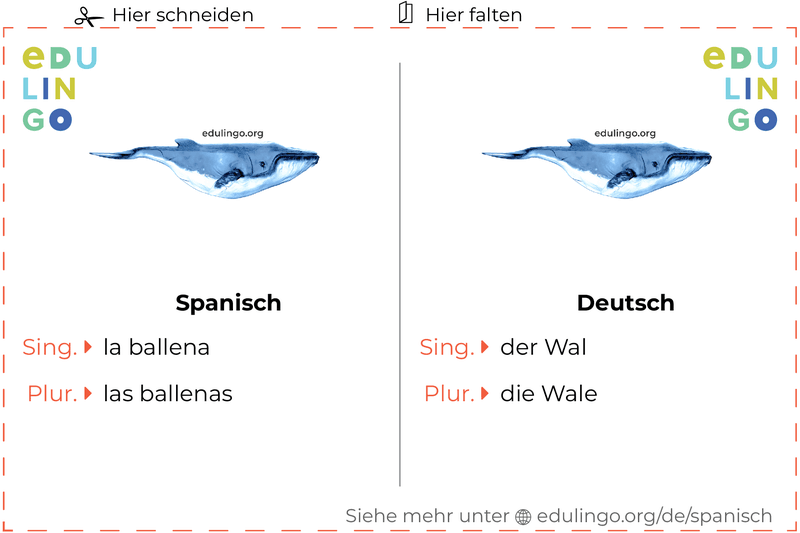 Wal auf Spanisch Vokabelkartei zum Ausdrucken, Üben und Lernen