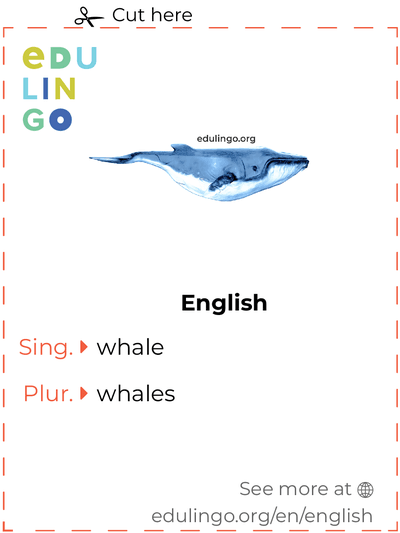 Whale in English vocabulary flashcard for printing, practicing and learning