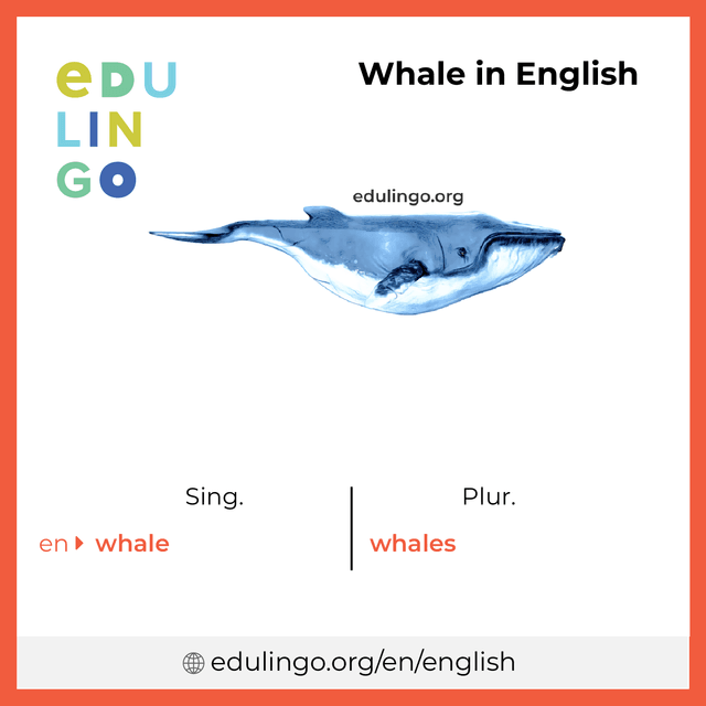 Whale in English vocabulary picture with singular and plural for download and printing