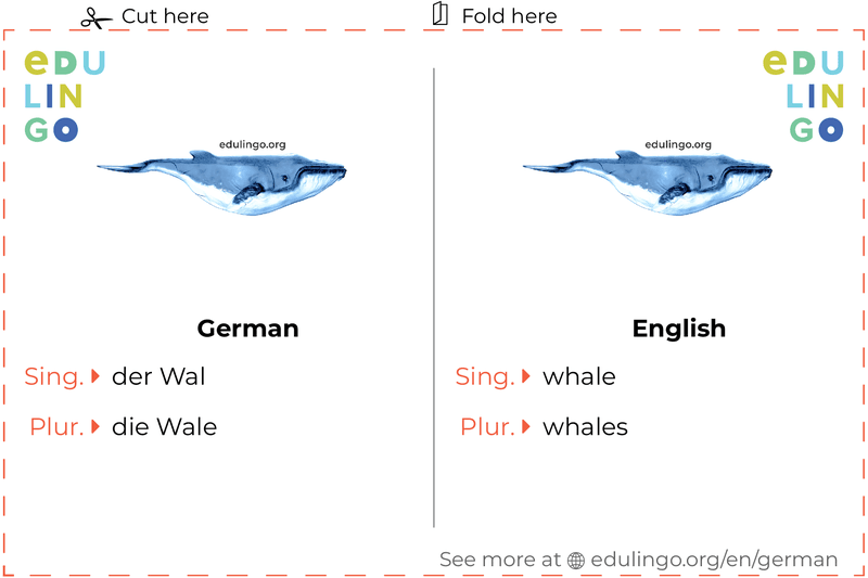 Whale in German vocabulary flashcard for printing, practicing and learning