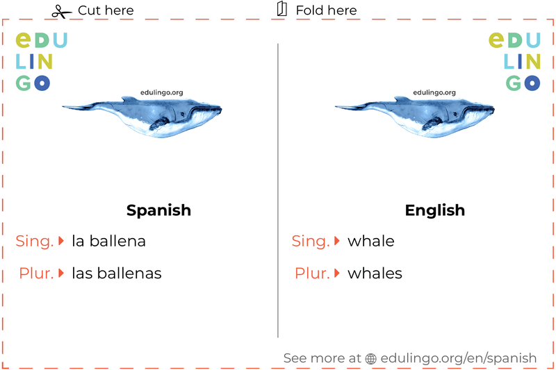 Whale in Spanish vocabulary flashcard for printing, practicing and learning