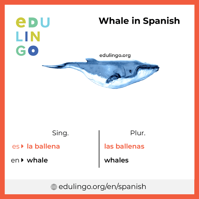 Whale in Spanish vocabulary picture with singular and plural for download and printing