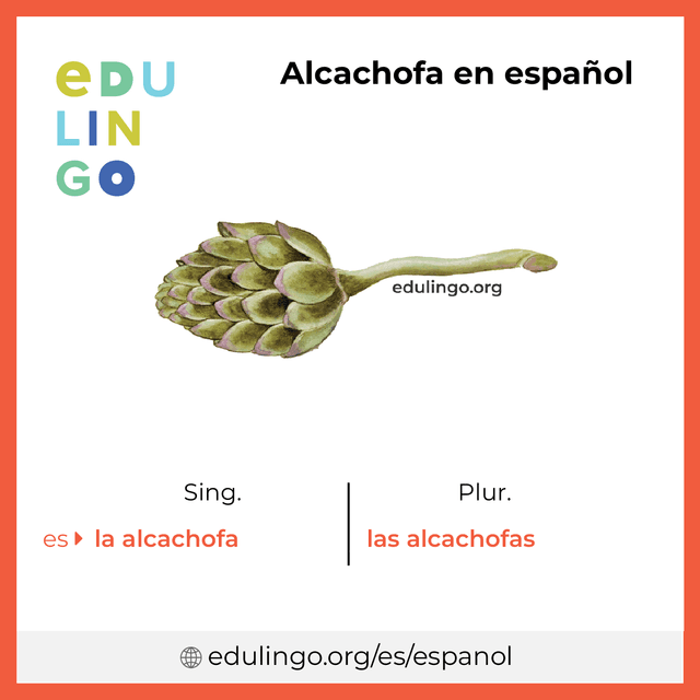 Imagen de vocabulario Alcachofa en español con singular y plural para descargar e imprimir