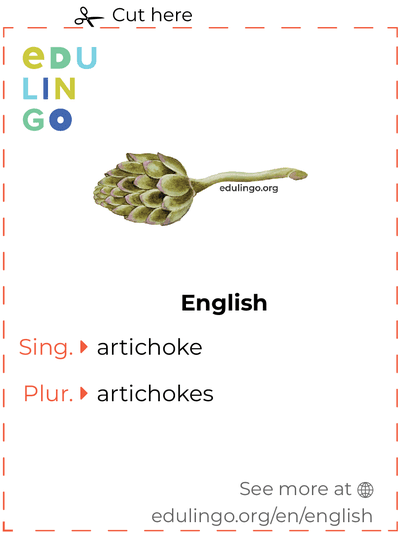 Artichoke in English vocabulary flashcard for printing, practicing and learning