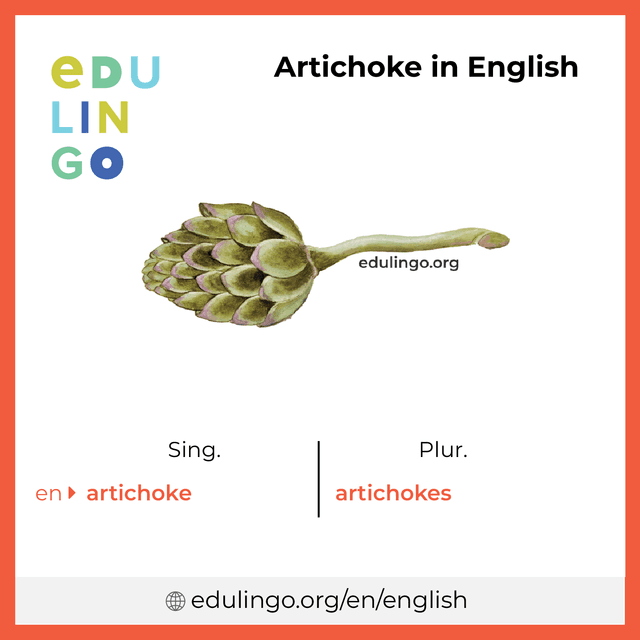 Artichoke in English vocabulary picture with singular and plural for download and printing
