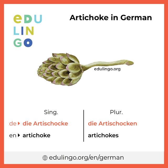 Artichoke in German vocabulary picture with singular and plural for download and printing
