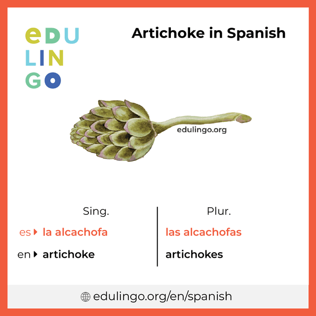 Artichoke in Spanish vocabulary picture with singular and plural for download and printing