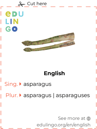 Asparagus in English vocabulary flashcard for printing, practicing and learning