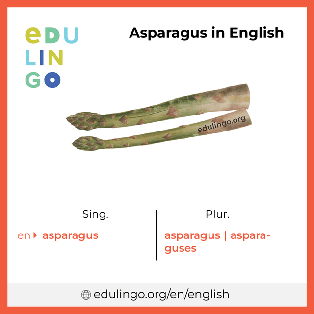 Asparagus in English vocabulary picture with singular and plural for download and printing