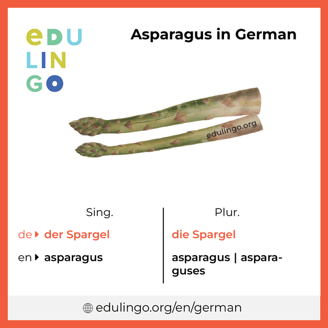 Asparagus in German vocabulary picture with singular and plural for download and printing