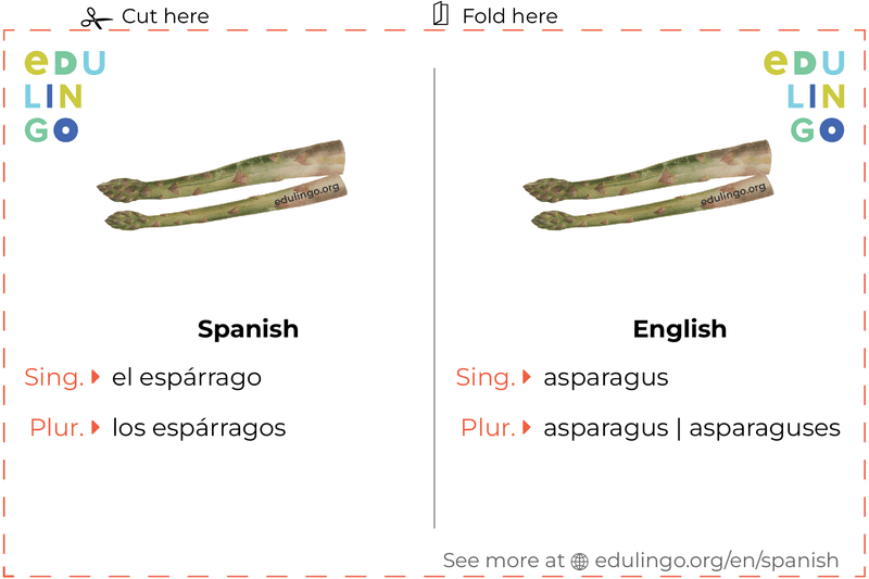 Asparagus in Spanish vocabulary flashcard for printing, practicing and learning