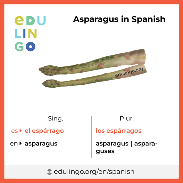 Asparagus in Spanish vocabulary picture with singular and plural for download and printing