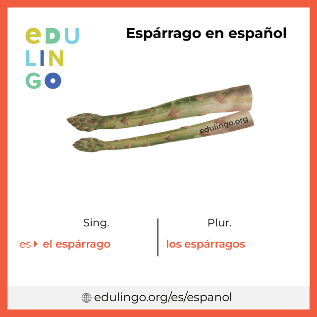 Imagen de vocabulario Espárrago en español con singular y plural para descargar e imprimir