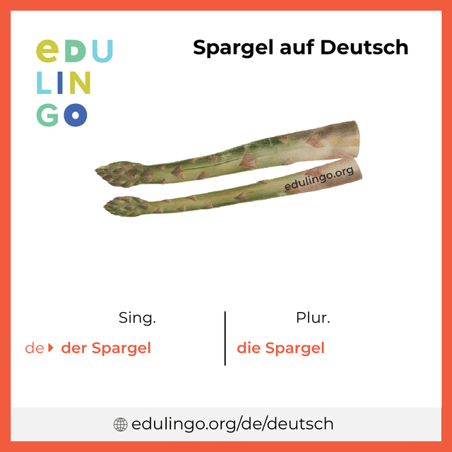 Spargel auf Deutsch Vokabelbild mit Singular und Plural zum Herunterladen und Ausdrucken