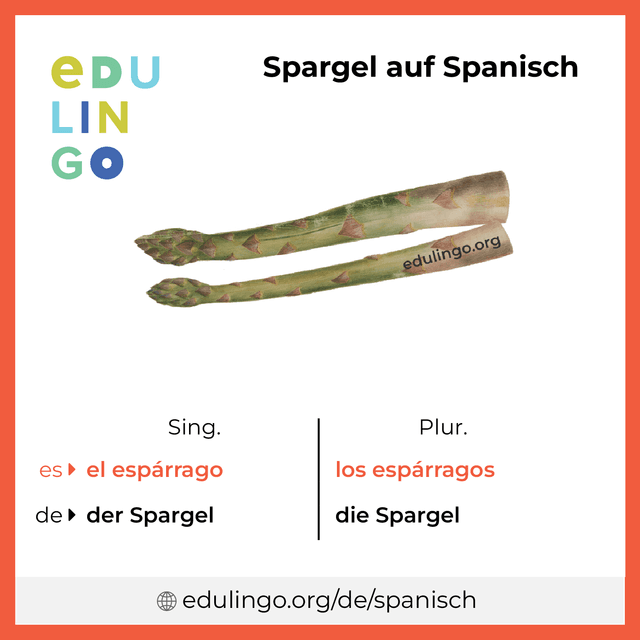 Spargel auf Spanisch Vokabelbild mit Singular und Plural zum Herunterladen und Ausdrucken