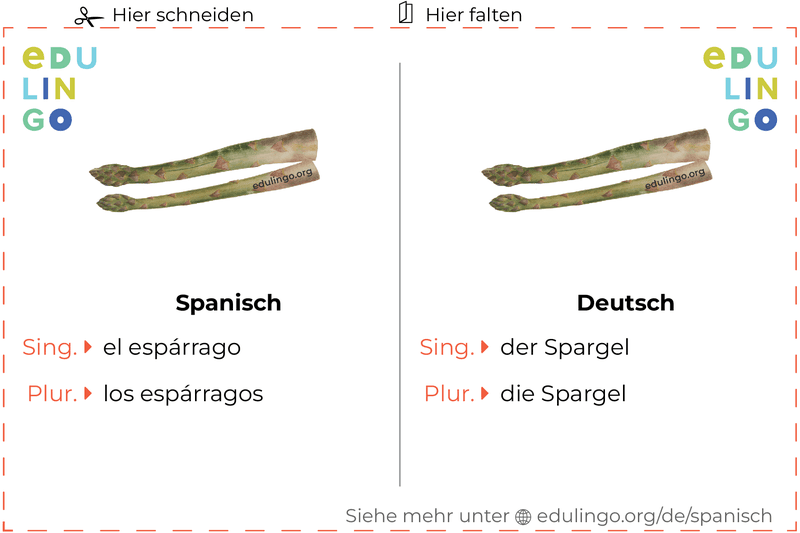 Spargel auf Spanisch Vokabelkartei zum Ausdrucken, Üben und Lernen
