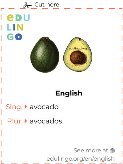 Avocado in English vocabulary flashcard for printing, practicing and learning