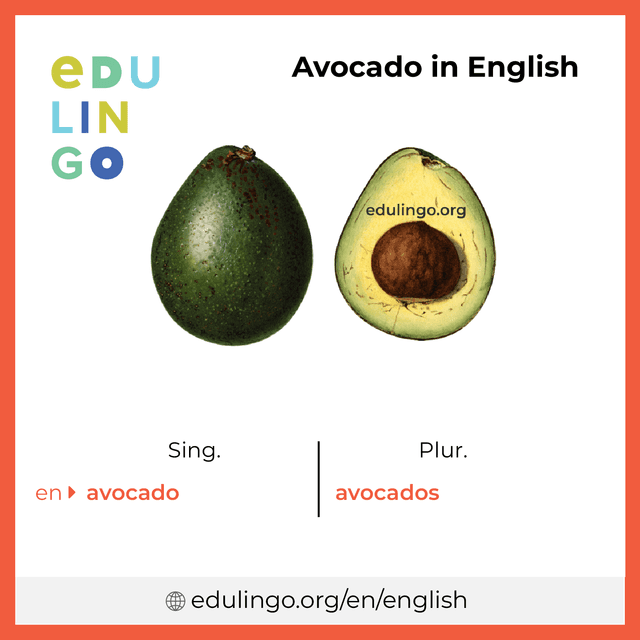 Avocado in English vocabulary picture with singular and plural for download and printing
