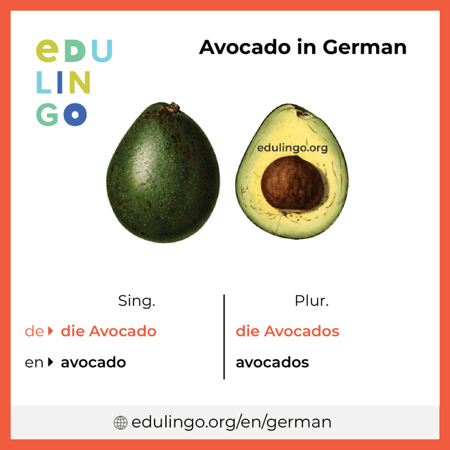 Avocado in German vocabulary picture with singular and plural for download and printing