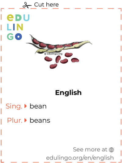 Bean in English vocabulary flashcard for printing, practicing and learning