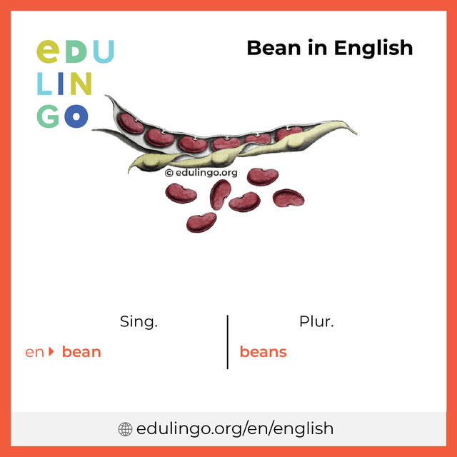 Bean in English vocabulary picture with singular and plural for download and printing