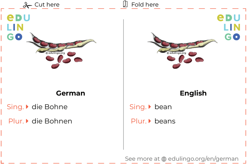 Bean in German vocabulary flashcard for printing, practicing and learning