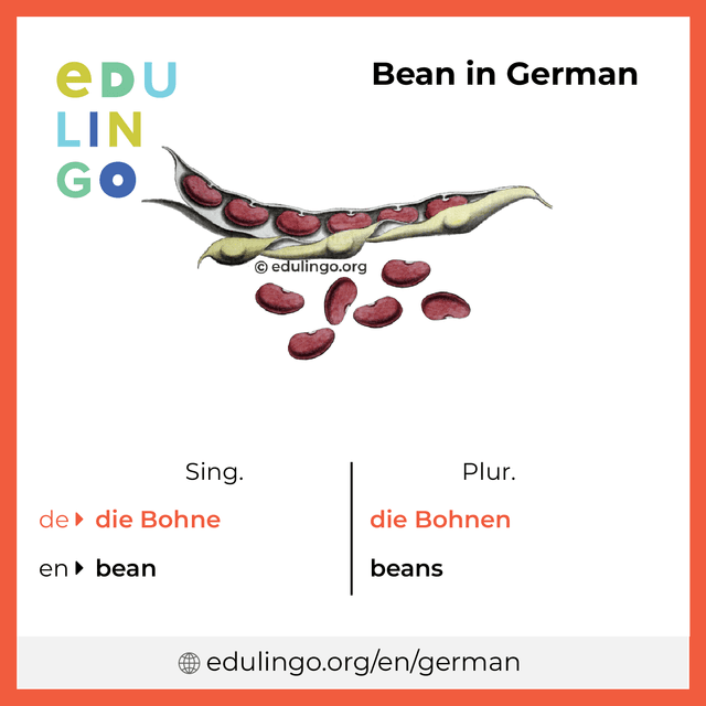 Bean in German vocabulary picture with singular and plural for download and printing