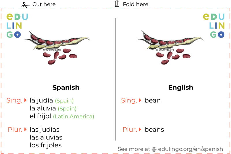 Bean in Spanish vocabulary flashcard for printing, practicing and learning