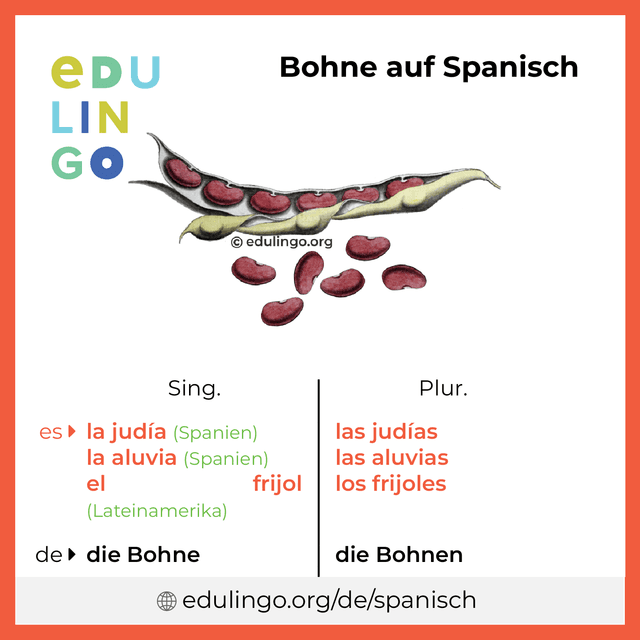 Bohne auf Spanisch Vokabelbild mit Singular und Plural zum Herunterladen und Ausdrucken
