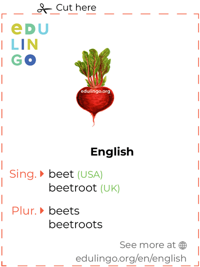Beet in English vocabulary flashcard for printing, practicing and learning