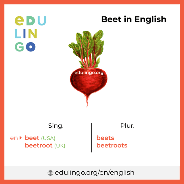 Beet in English vocabulary picture with singular and plural for download and printing