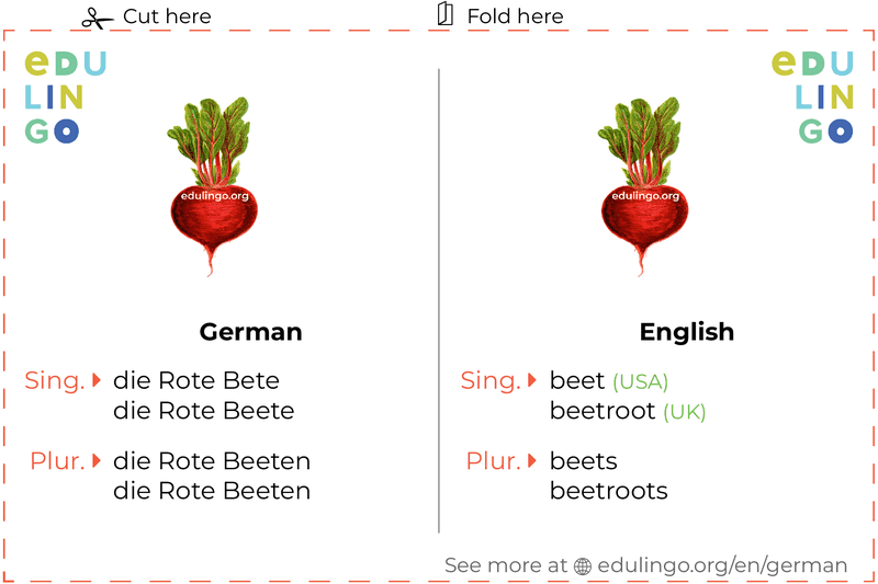 Beet in German vocabulary flashcard for printing, practicing and learning