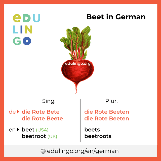 Beet in German vocabulary picture with singular and plural for download and printing