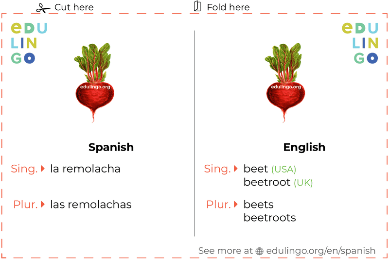 Beet in Spanish vocabulary flashcard for printing, practicing and learning