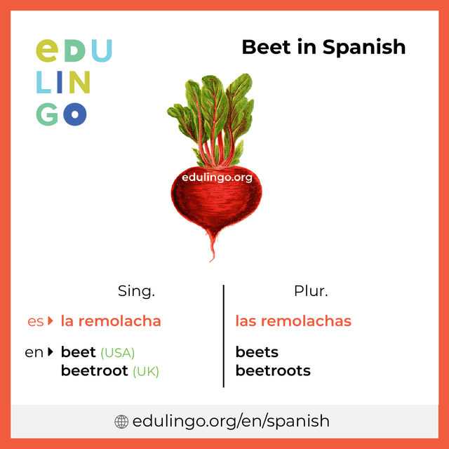 Beet in Spanish vocabulary picture with singular and plural for download and printing