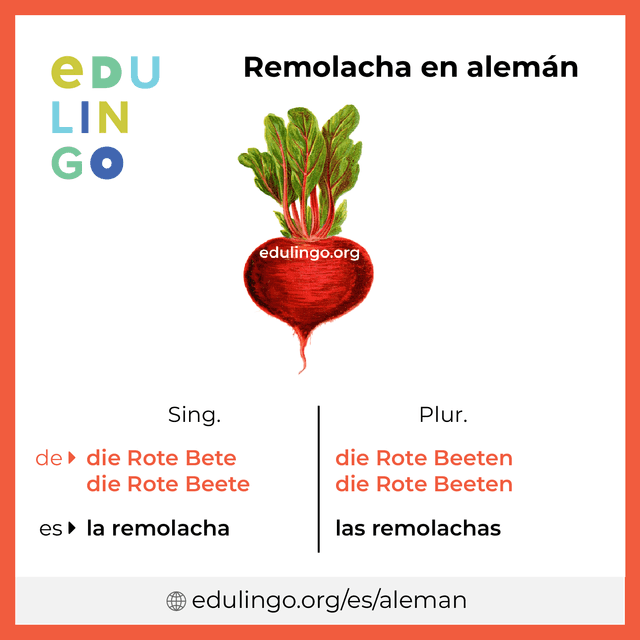 Imagen de vocabulario Remolacha en alemán con singular y plural para descargar e imprimir