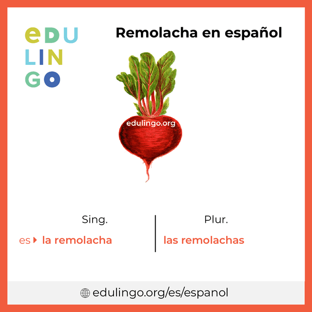 Imagen de vocabulario Remolacha en español con singular y plural para descargar e imprimir