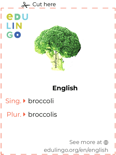 Broccoli in English vocabulary flashcard for printing, practicing and learning