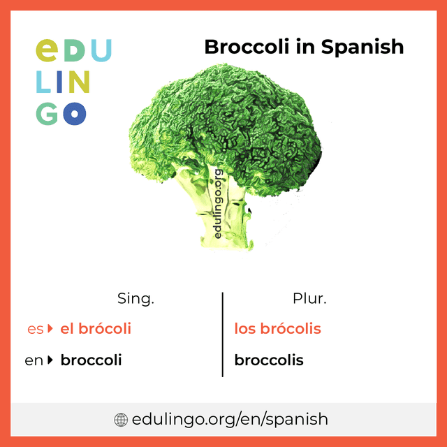 Broccoli in Spanish vocabulary picture with singular and plural for download and printing