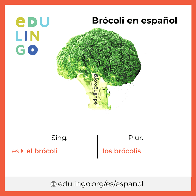 Imagen de vocabulario Brócoli en español con singular y plural para descargar e imprimir