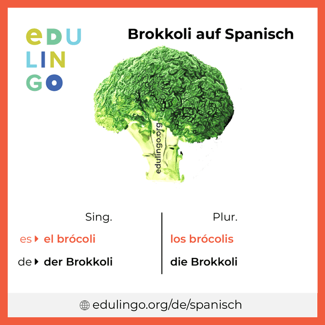 Brokkoli auf Spanisch Vokabelbild mit Singular und Plural zum Herunterladen und Ausdrucken