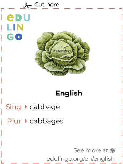 Cabbage in English vocabulary flashcard for printing, practicing and learning