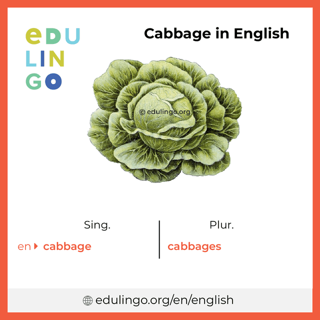 Cabbage in English vocabulary picture with singular and plural for download and printing