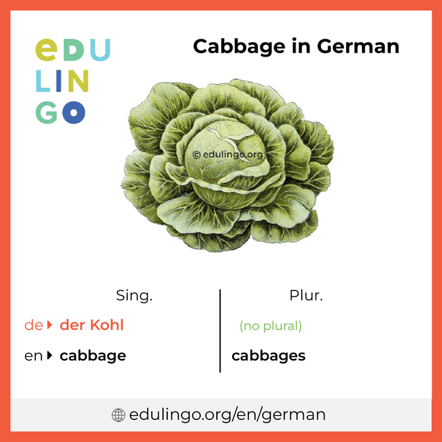 Cabbage in German vocabulary picture with singular and plural for download and printing