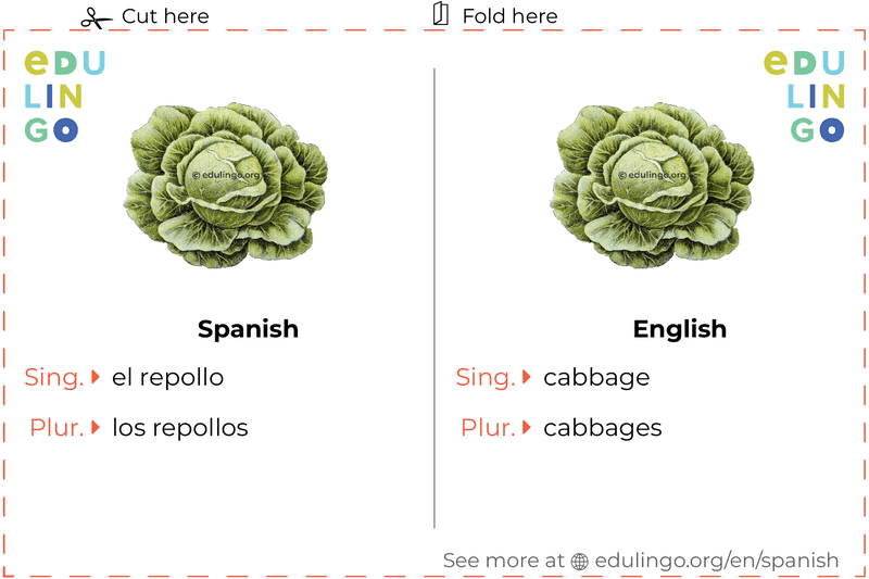 Cabbage in Spanish vocabulary flashcard for printing, practicing and learning