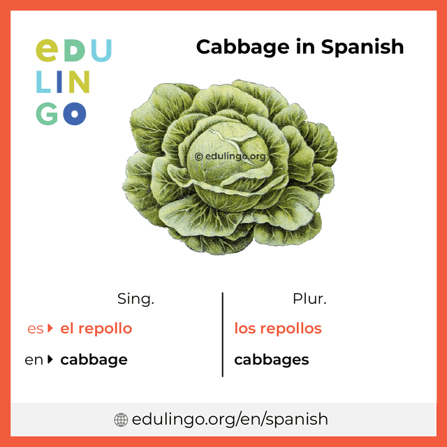 Cabbage in Spanish vocabulary picture with singular and plural for download and printing