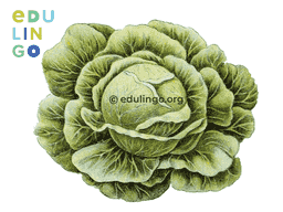 Thumbnail: Cabbage in Spanish